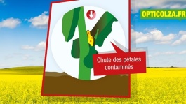 Comment bien protéger le colza contre le sclérotinia ?