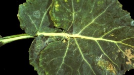 Cylindrosporiose du colza