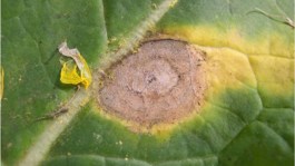 Mycosphaerella du colza