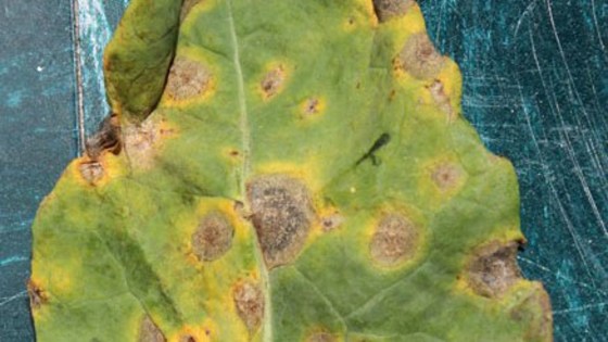 mycosphaerella sur limbe de colza