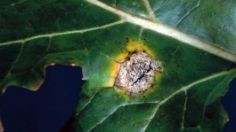 Phoma du colza