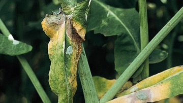 Sclérotinia : symptômes, nuisibilité, moyens de lutte