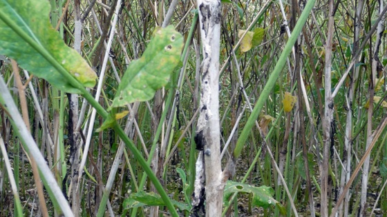 sclerotinia sur colza