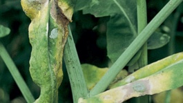 Sclérotinia : symptômes, nuisibilité, moyens de lutte