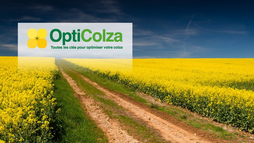 Les variétés de colza