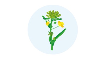 F1-(60) Début de floraison