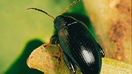 Protection insecticide du colza