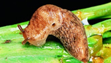 Limaces