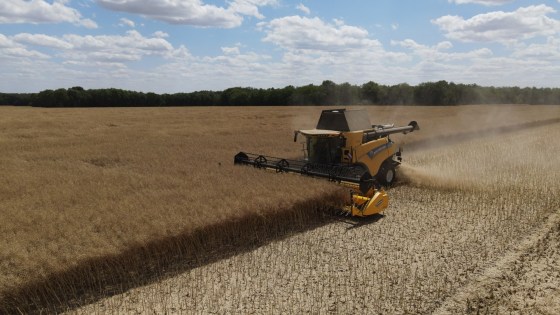 moisson colza