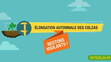 Le risque d'élongation des colzas à l'automne est réel !