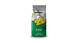 Variété InVigor Dazzler®
