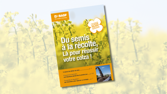 Du semis à la récolte, toutes les clés pour réussir votre colza !