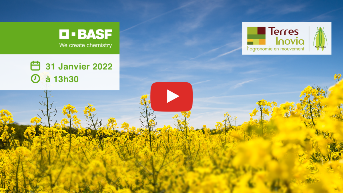 colza et agroécologie