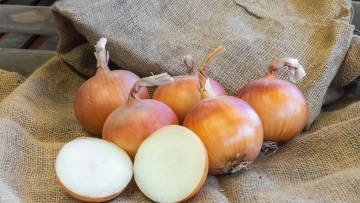 oignons glorioso basf nunhems
