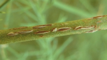 Les maladies de l'asperge