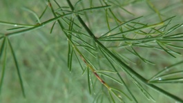 Maladies de l'asperge