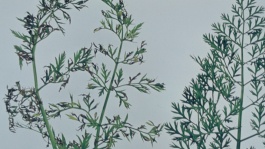 L'alternariose de la carotte
