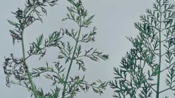 L'alternariose de la carotte