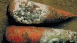 Le sclérotinia de la carotte