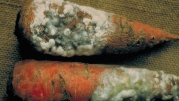 Le sclérotinia de la carotte