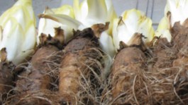 Maladies de l'endive