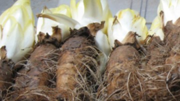 Les maladies de l'endive
