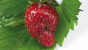 Les maladies des fraisiers : pourriture grise (botrytis), sclérotinia, rhizoctone