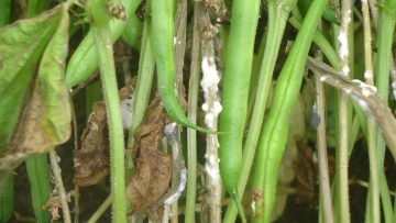 Les maladies du haricot : pourriture grise (botrytis) et sclérotinia