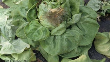 Le botrytis de la laitue
