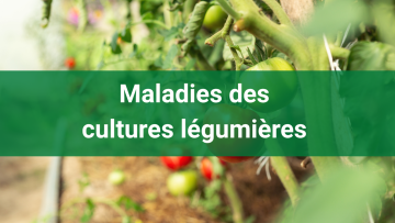 Identifiez les principales maladies des légumes