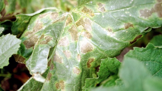 L'anthracnose ou nuile rouge du melon et du concombre