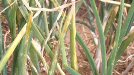 La brûlure de la feuille sur oignon et échalote (Botrytis squamosa)