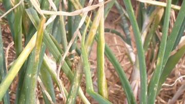 La brûlure de la feuille sur oignon et échalote (Botrytis squamosa)