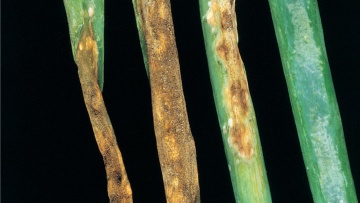 Pourriture du collet sur oignon et échalote (Botrytis allii)