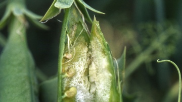 Les maladies des pois de conserve : anthracnoses, pourriture grise (botrytis), sclérotinia, mildiou