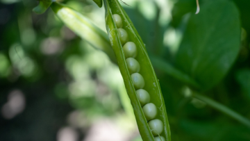 Maladies des pois de conserve