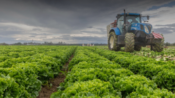 Maladies de la laitue
