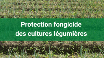 Protection fongicide des légumes