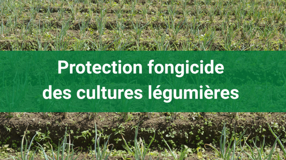 Prévenez les maladies fongiques des légumes