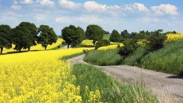 Gestion responsable des herbicides colza à base de métazachlore