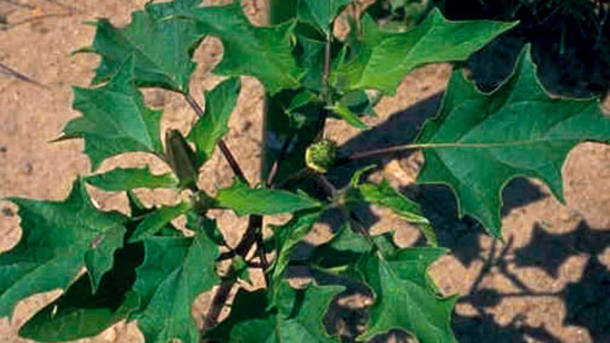 Datura stramoine