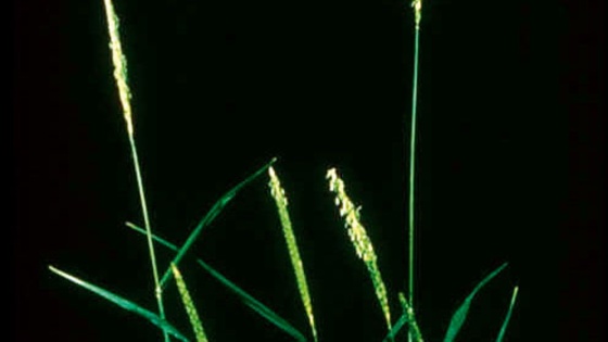 Les mauvaises herbes du maïs
