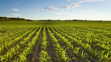 Raisonner le désherbage du maïs : quelles stratégies ?