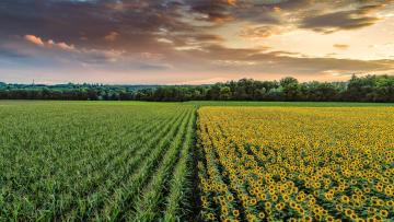 dmtap sur cultures de printemps