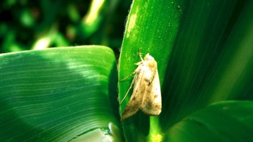 La noctuelle du maïs