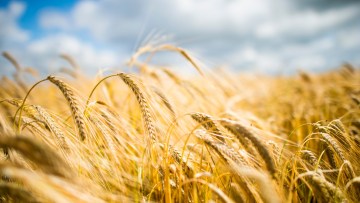 Les composantes du rendement de l'orge