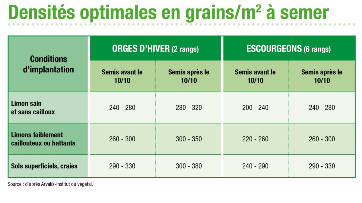 Semis d’orges d’hiver : densités optimales en grains/m2 à semer