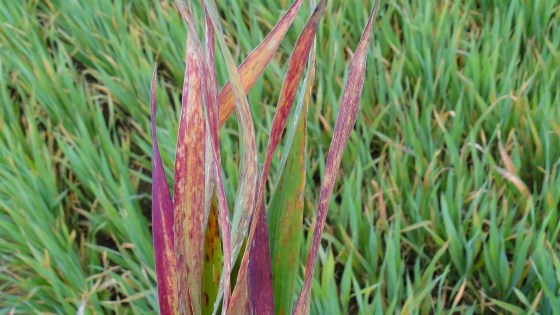 Symptômes de la jaunisse nanisante de l’orge sur feuille