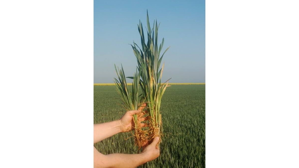 Symptômes de la jaunisse nanisante de l’orge