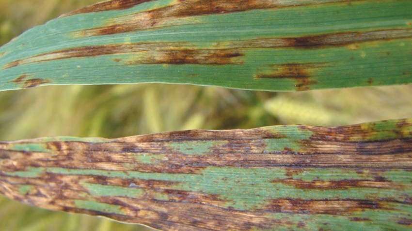 helminthosporiose Teres sur feuilles de orge d’hiver.